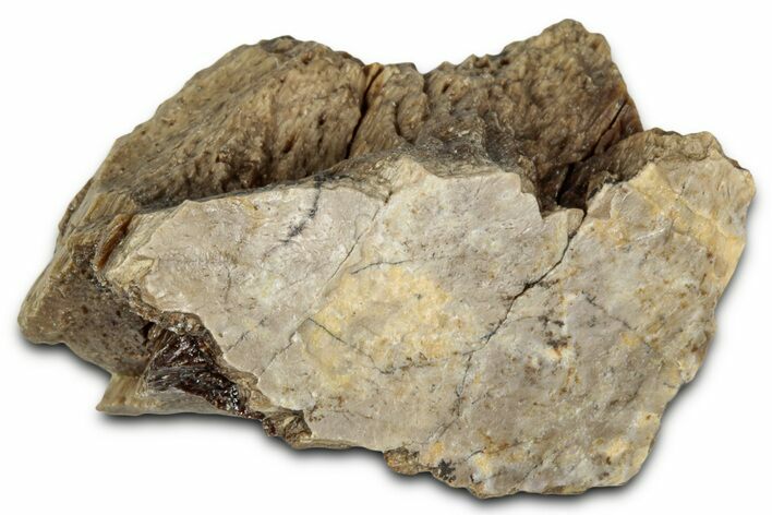 Fossil Tyrannosaur (T rex) Bone Section - Wyoming #352813